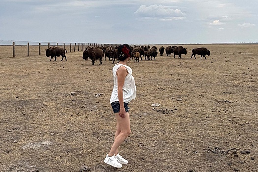 В херсонском заповеднике создадут центр воспроизводства лошади Пржевальского