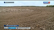 1300 гектаров Нижегородской области засеют коноплей