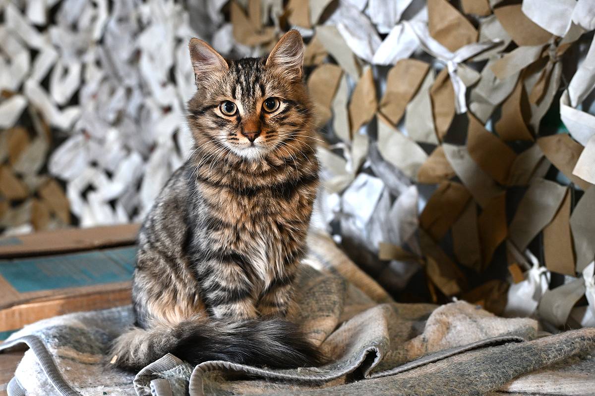 Российские военные спасли кота из-под пуль в зоне СВО