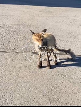 Жительница кемеровского микрорайона забила тревогу из-за больной лисы