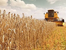 В России собрали более 155 миллионов тонн зерна