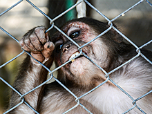 Что происходит в мире сегодня: побег обезьян и лазерное оружие Германии