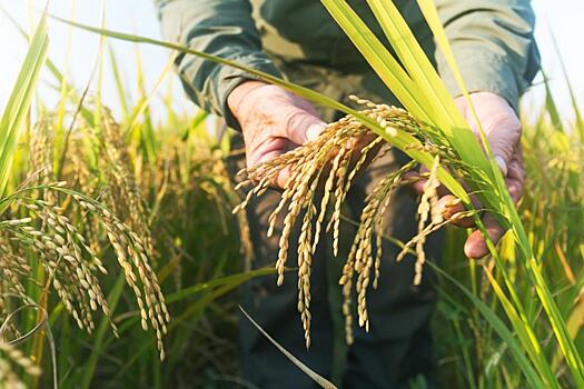 Дублирование генов повышает урожайность риса на 40% и шансы избежать глобального голода: Новости ➕1, 01.08.2022