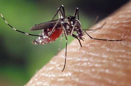 В повышенной кусачести комаров виновата урбанизация и изменение климата