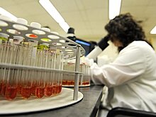 Россиян предупредили о серьезных осложнениях свиного гриппа