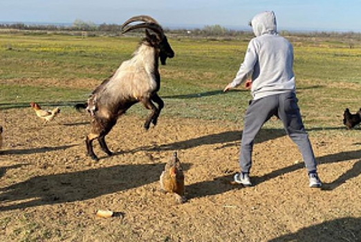 Рой Джонс подцепил аллигатора, Гассиев в Чистый четверг, Магомедшарипов нашёл соперника — соцсети