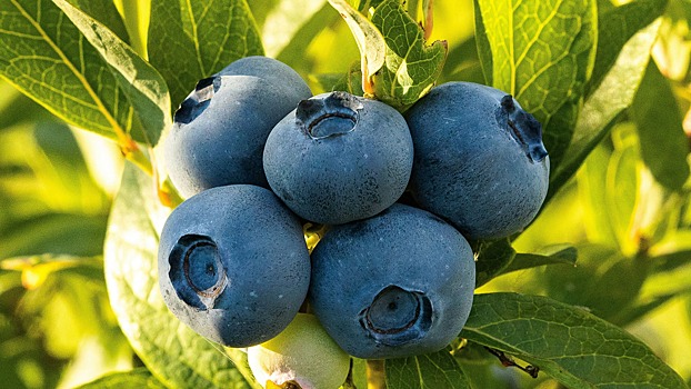 Какие условия нужно создать для хорошего урожая голубики