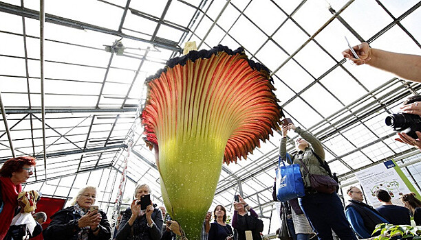 Расцвел самый большой и жутко пахнущий цветок в мире