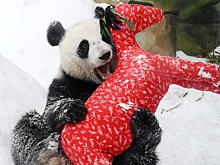 В Московском зоопарке стартовал фестиваль в честь Китайского Нового года