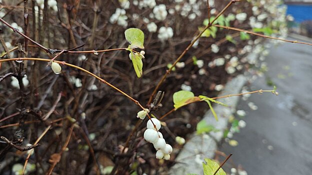 29 ноября в Пензенской области будет пасмурно и туманно