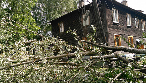 В Петрозаводске рухнул тополь, который должны были давно снести (фото)