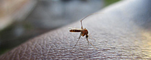 В Рязани врач рассказала, могут ли комары быть переносчиками COVID-19