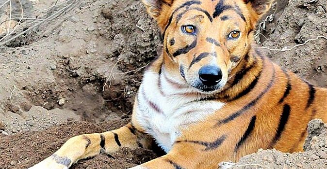 В Индии домашняя собака «превратилась» в тигра и стала пугать обезъян