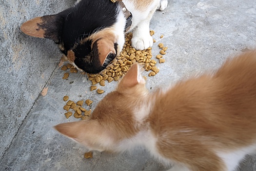 Россиян, подкармливающих бездомных животных, предложили штрафовать