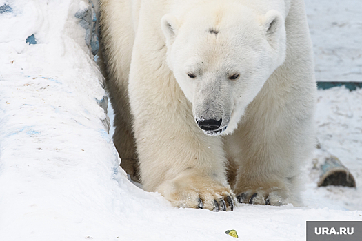 Экологи из ЯНАО приняли участие в спасении белого медведя