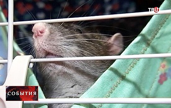 В столице проходит выставка мелких домашних животных