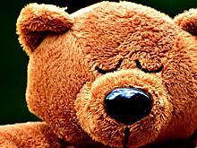 Тепло не разбудило медведей Хабаровского края