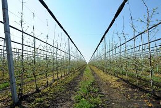 В Майкопе планируют высадить 55 гектаров яблочных и виноградных садов