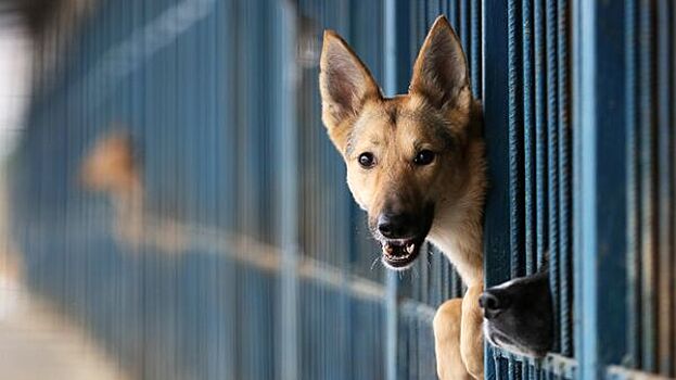 В РФ захотели ввести лицензии на владение опасными породами собак