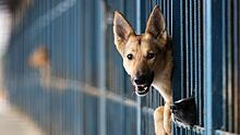 В РФ захотели ввести лицензии на владение опасными породами собак