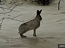 В Ноябрьске обнаружили мертвого зайца с леской на шее