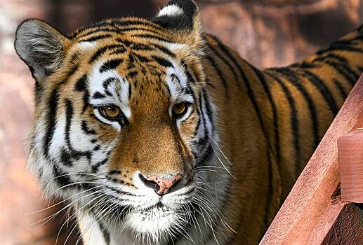 В России тигр удачно сделал селфи и показал свое неподдельное удивление