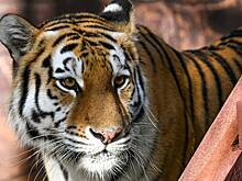 В России тигр удачно сделал селфи и показал свое неподдельное удивление