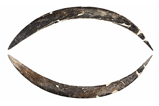 Найден древнейший в мире бумеранг