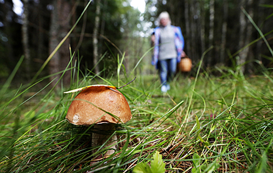 Более 220 грибников погибли в этом году: как выжить в лесу