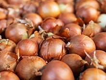 Народный календарь. Почему нужно есть лук на Дениса Позимнего, 16 октября