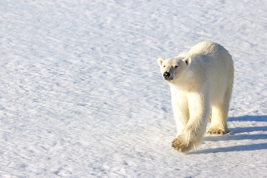 Восстановление экосистем предлагают сделать целью нацпроекта