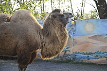 В зоопарке Владикавказа животных из клеток переведут в открытые вольеры