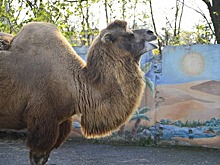 В зоопарке Владикавказа животных из клеток переведут в открытые вольеры