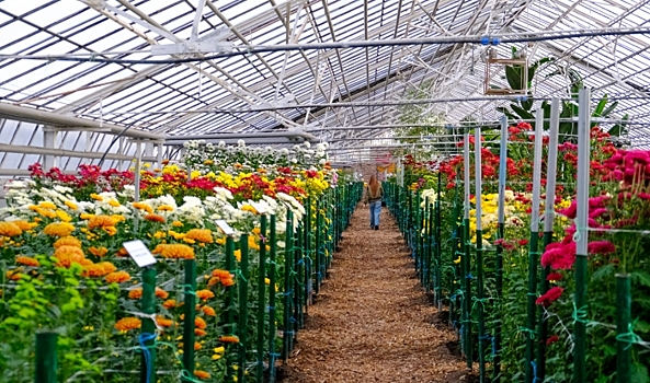 «Бал хризантем» в Волжском удивит многообразием сортов