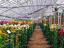 «Бал хризантем» в Волжском удивит многообразием сортов