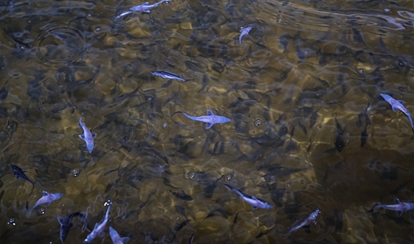 На рыбоводческом предприятии в Волгоградской области выявили нарушения