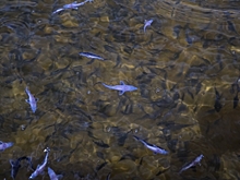 В Волгограде устанавливают причину замора рыбы в Ангарском пруду