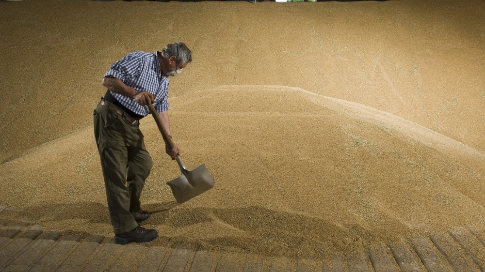 В понедельник в интервенционный фонд РФ закупили более 3 тыс. тонн зерна