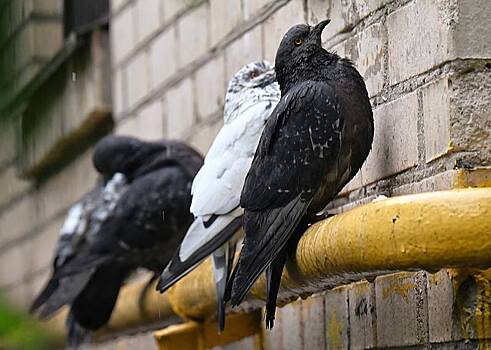 Москвичей предупредили о штрафах за птичий помет