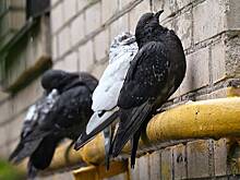 Москвичей предупредили о штрафах за птичий помет