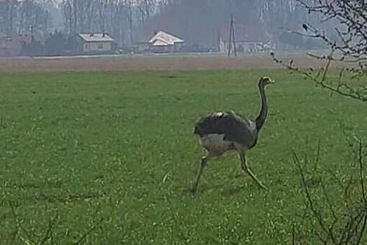 Сбежавший с фермы страус две недели бегал от полиции по полям в Польше