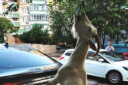 В Бутово на фото попало, как коза топчет очередной автомобиль