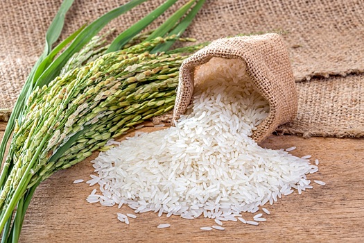 Рисовые заводы Кубани перешли на круглосуточный режим работы