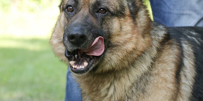 Военный пес Куно получит медаль «За доблесть» после схватки с боевиком
