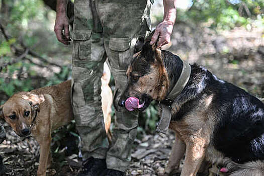 Депутат Мельниченко предложил использовать бездомных собак для разминирования