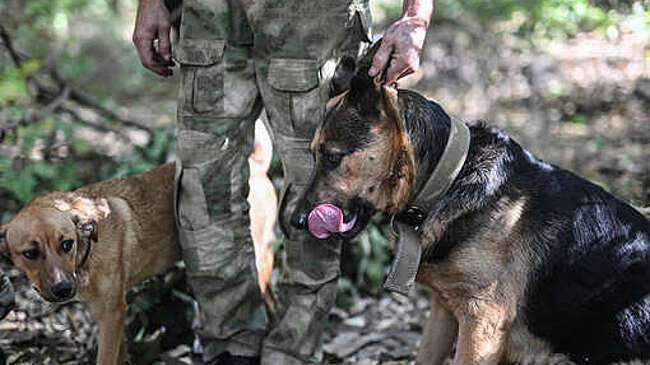 Депутат Мельниченко предложил использовать бездомных собак для разминирования