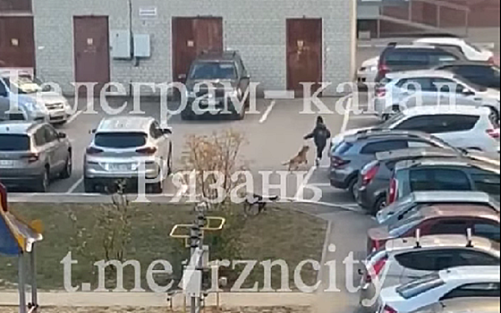 В Рязани стая бродячих псов атаковала школьника на детской площадке