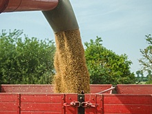 Состояние озимых зерновых в России лучше многолетних значений