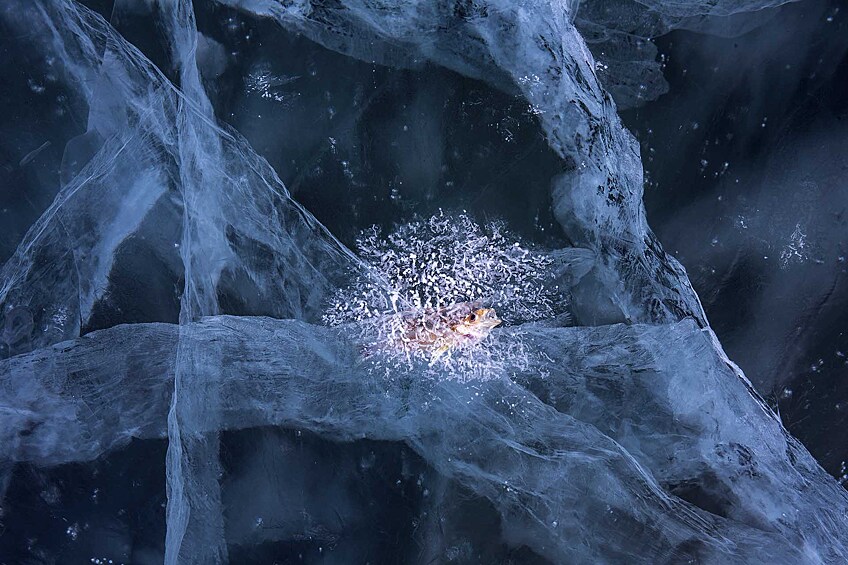 «В ловушке»