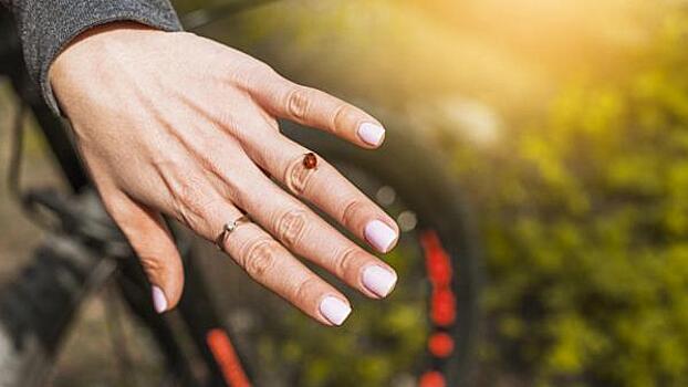 Жителей Кузбасса атакуют клопы и божьи коровки